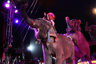 Circus Krone 2016 - XLII