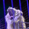 Circus Krone 2016 - LXXXIX