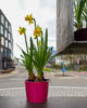 Konstanz Spring 2021 - C