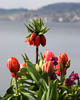 Überlingen Spring 2021 - CV