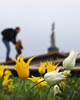 Flowers Spring 2021 - C