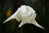 Flowers Spring 2021 - CI