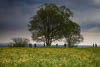 Kreuzlingen Seeburg Spring 2021 - C