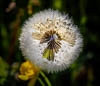 Flowers Spring 2021 - CV