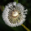Flowers Spring 2021 - CVII