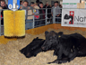 Olma 2014 - V