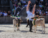 Olma 2014 - XVIII