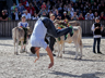 Olma 2014 - XIX