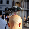 Venice - LXXXVIII