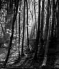 Mindelsee - VII