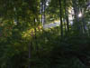 Mindelsee - XI