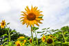 Blumeninsel Mainau 2019 - XIV