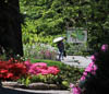 Mainau in times of Corona III - DXVII