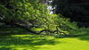 Mainau in times of Corona III - DXXIX