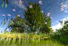 Mainau in times of Corona III - DXXX