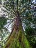 Isle of Mainau Corona V - MXXV