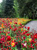 Insel Mainau Mai 2022 - I