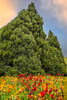 Insel Mainau Mai 2022 - II