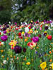 Insel Mainau Mai 2022 - VIII