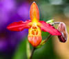 Insel Mainau Mai 2022 - XIII
