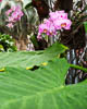 Insel Mainau Mai 2022 - XX