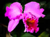 Insel Mainau Mai 2022 - XXX