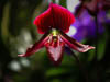 Insel Mainau Mai 2022 - XXXVII