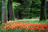 Insel Mainau Mai 2022 - LI