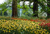 Insel Mainau Mai 2022 - LVI