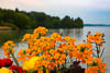 Insel Mainau Mai 2022 - LXII
