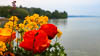 Insel Mainau Mai 2022 - LXIII