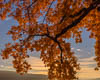Reichenau - Autumn 2018 - XVIII