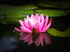 Flowers - I