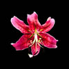 Flowers - II