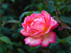 Flowers - III