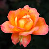 Flowers - IV