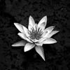 Flowers - IX
