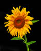 Flowers - X