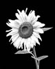 Flowers - XI