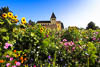 Flowers Insel Reichenau - XIII