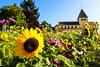 Flowers Insel Reichenau - XV