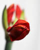 Amaryllis - Autumn 2019 - I