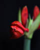 Amaryllis - Autumn 2019 - II