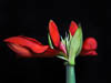 Amaryllis - Autumn 2019 - III