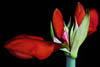 Amaryllis - Autumn 2019 - IV
