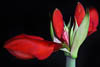 Amaryllis - Autumn 2019 - V