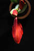 Amaryllis - Autumn 2019 - VI
