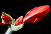 Amaryllis - Autumn 2019 - VII