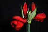 Amaryllis - Autumn 2019 - VIII