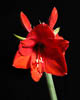 Amaryllis - Autumn 2019 - IX